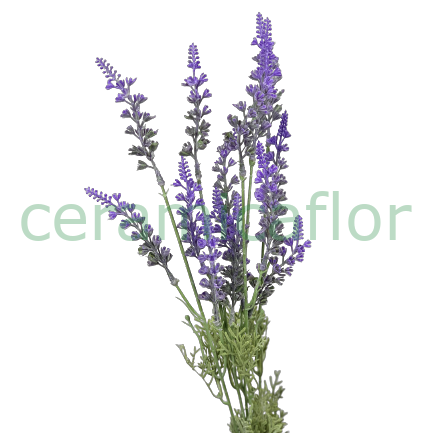 BUSH LAVANDA X 5 H47 LAVANDER