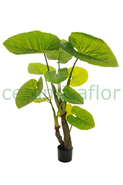 PIANTA ALOCASIA TOUCH H 175