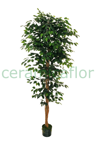 FICUS VERDE DUE TRONCHI H 210