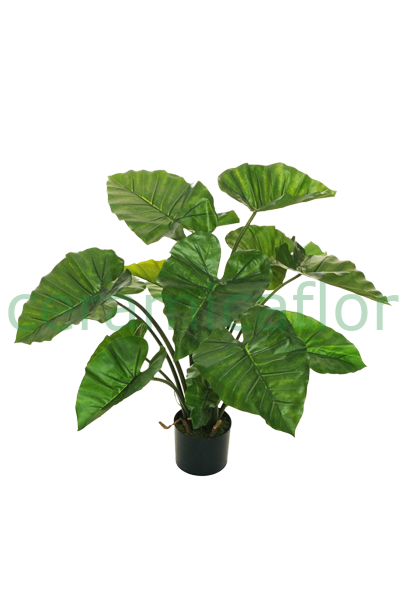 ALOCASIA PLANT H 95